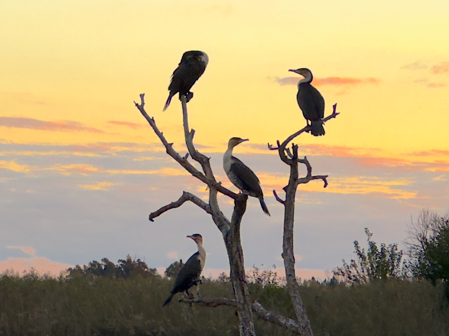 0 Bedroom Property for Sale in Cloudy Creek Free State